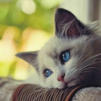 Ảnh đại diện người chơi oxbet Minh Anh
